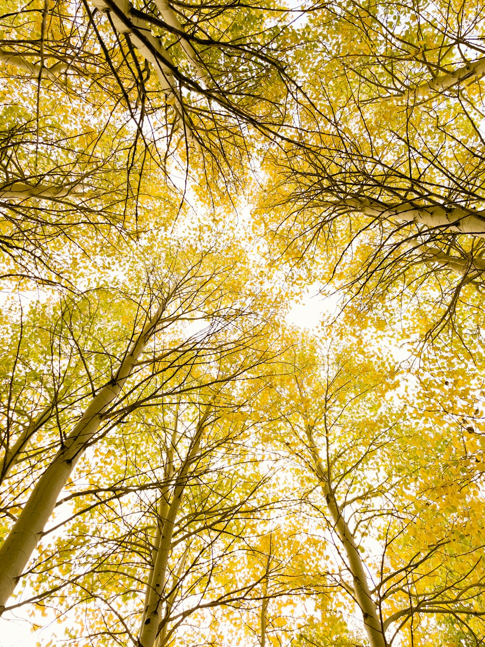 a group of trees with yellow leaves on them