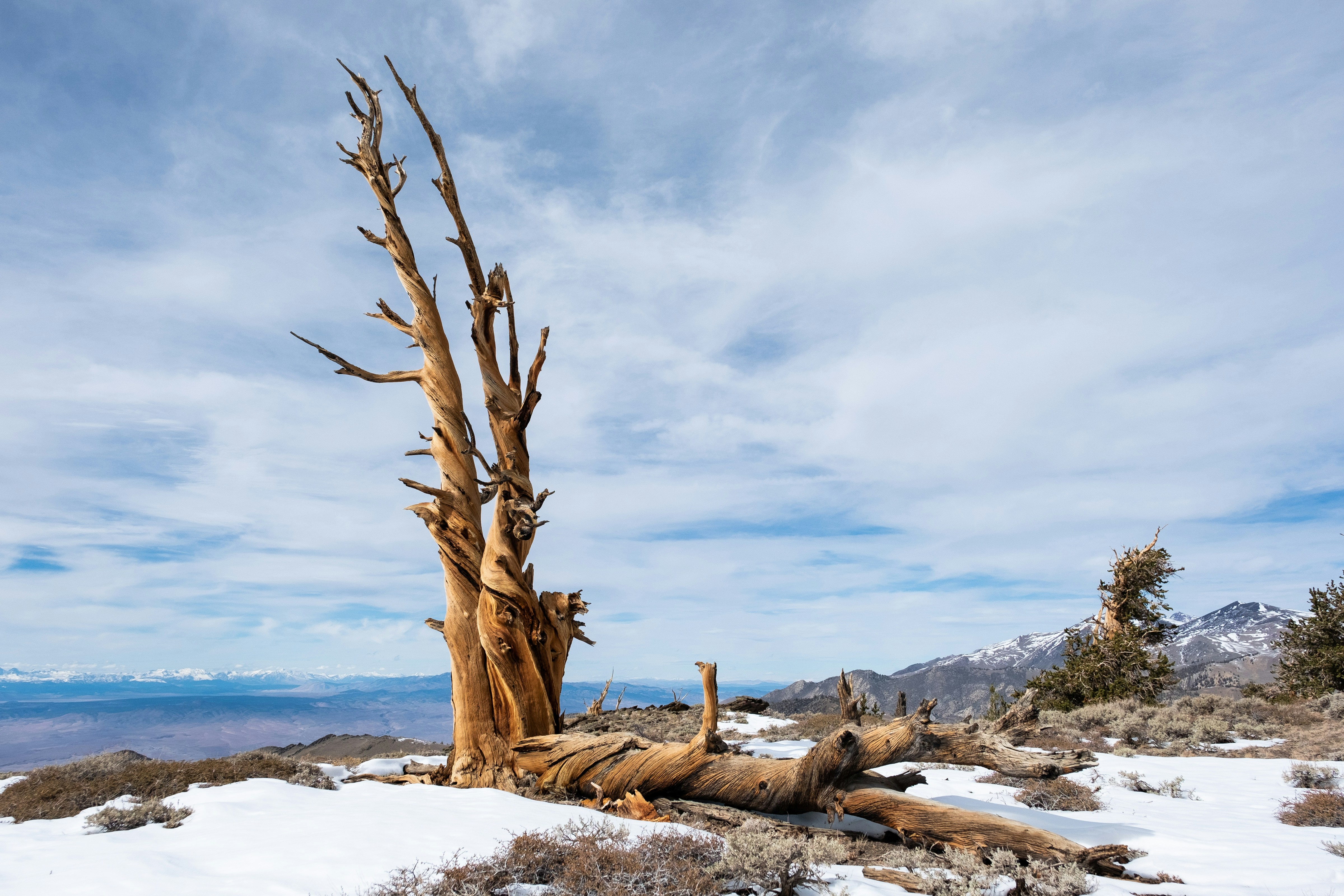a tree that is sitting in the snow