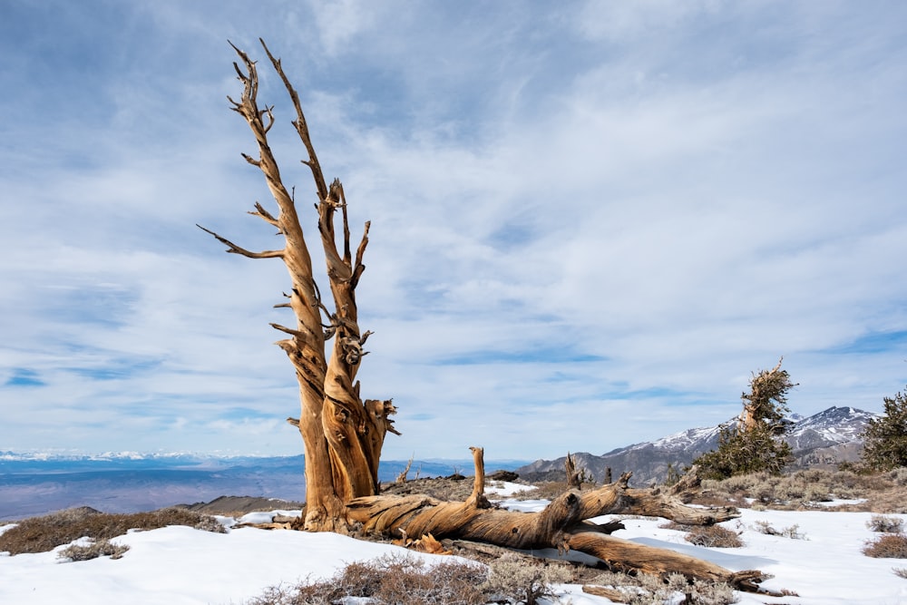 a tree that is sitting in the snow