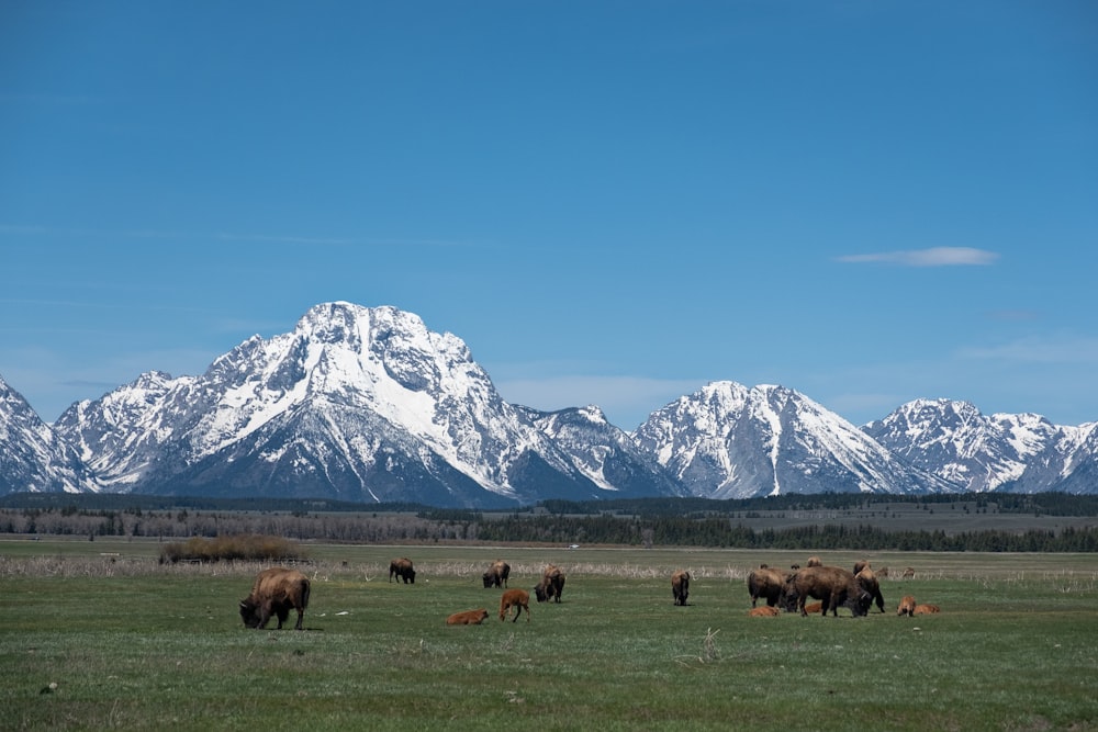 a herd of buffalo grazing in a field with mountains in the background