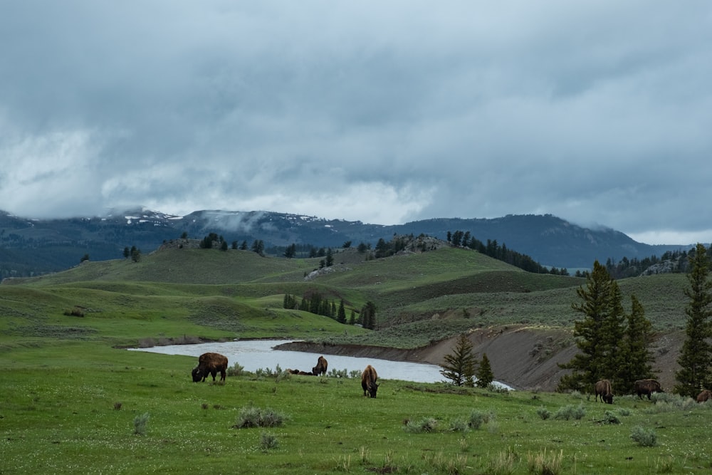 a group of horses grazing on a lush green hillside