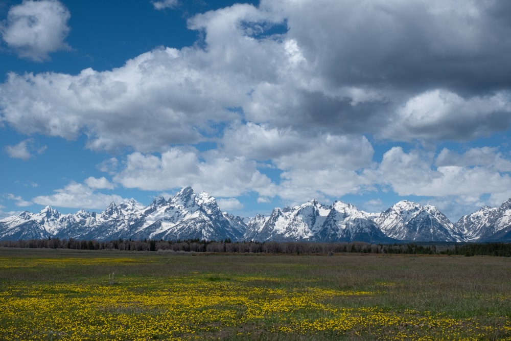 a field with yellow flowers and mountains in the background