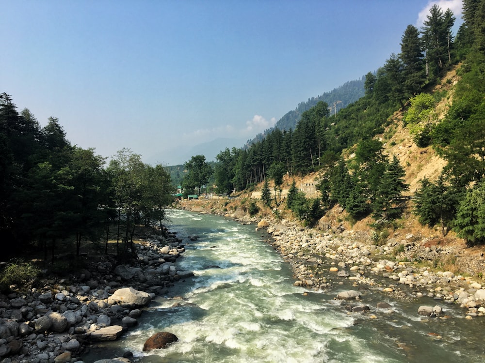 a river running through a lush green forest