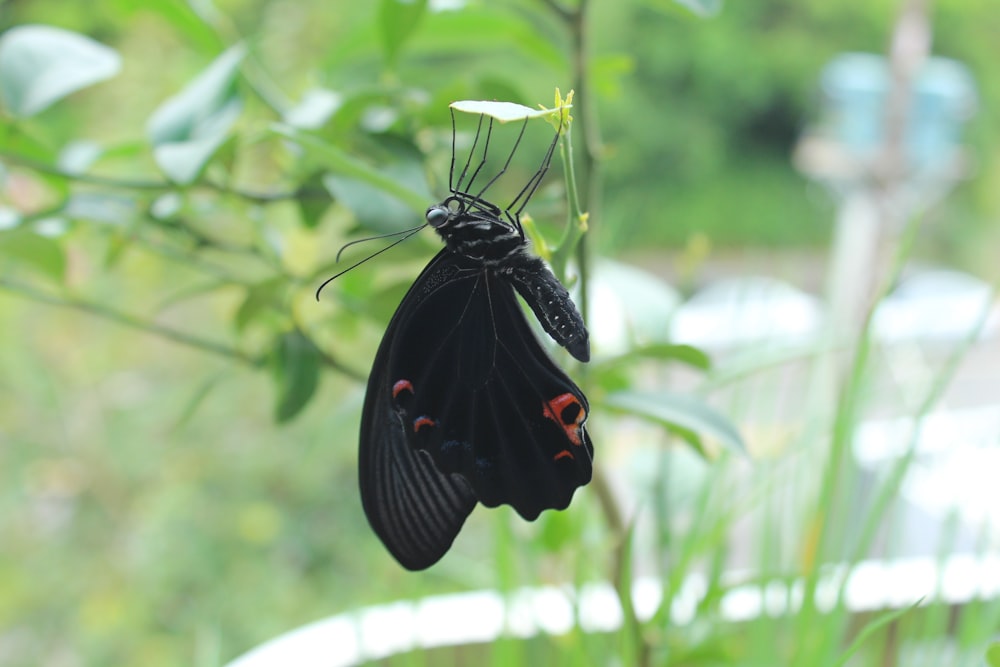 a black butterfly hanging upside down on a plant