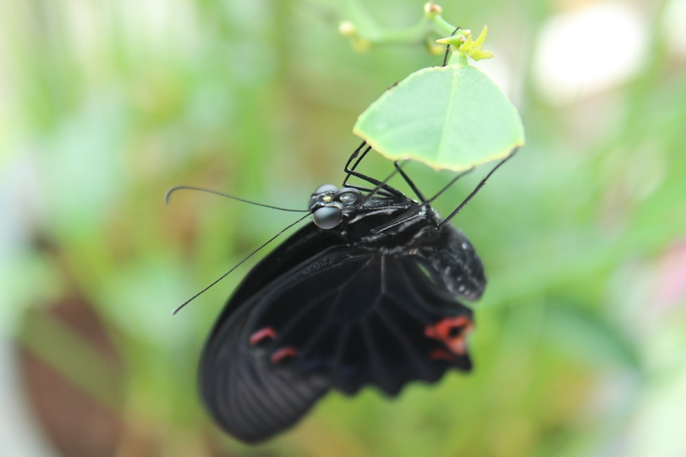 a black butterfly sitting on a green leaf