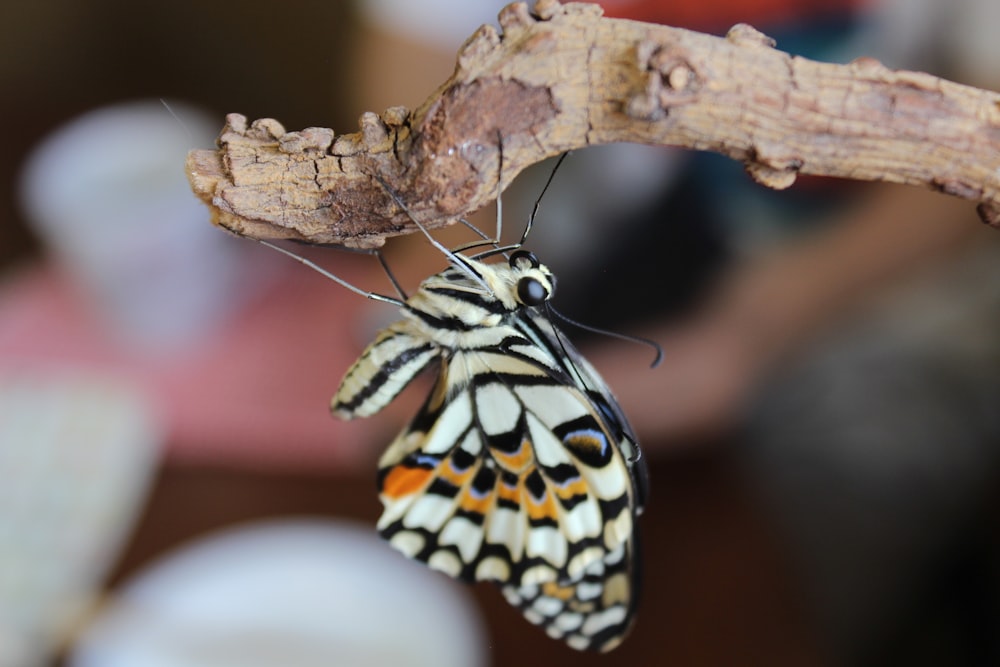 a butterfly that is sitting on a branch