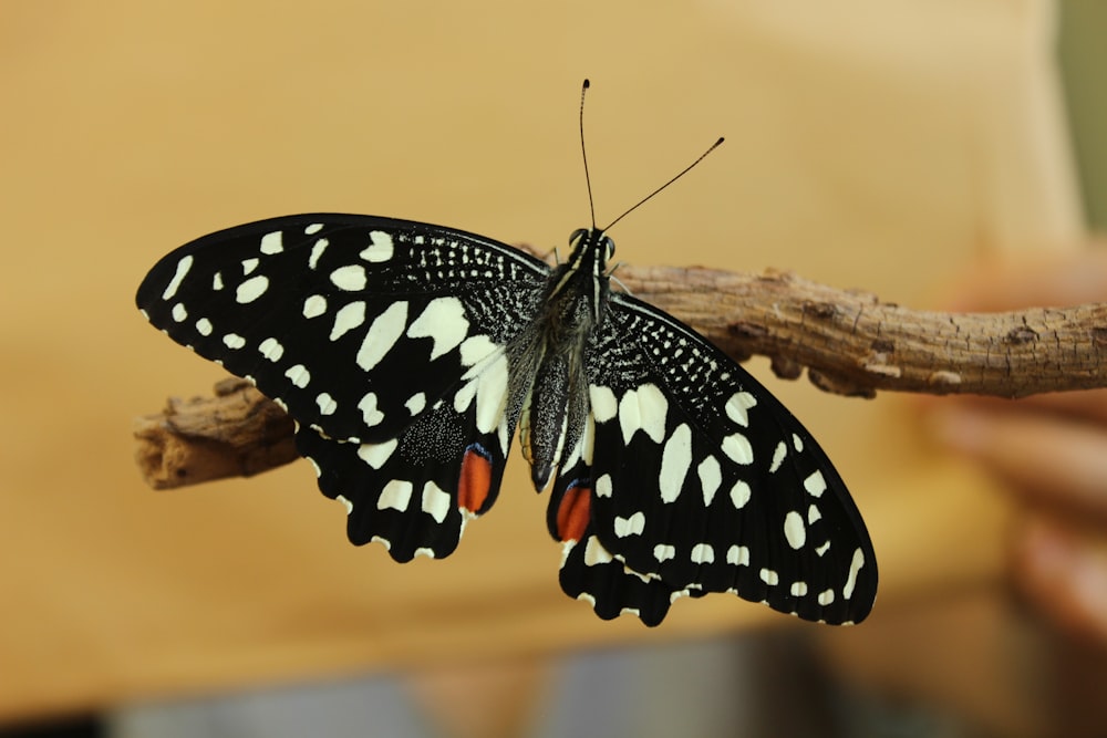 a close up of a butterfly on a branch