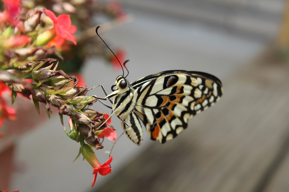 Ein Schmetterling sitzt auf einer Blume