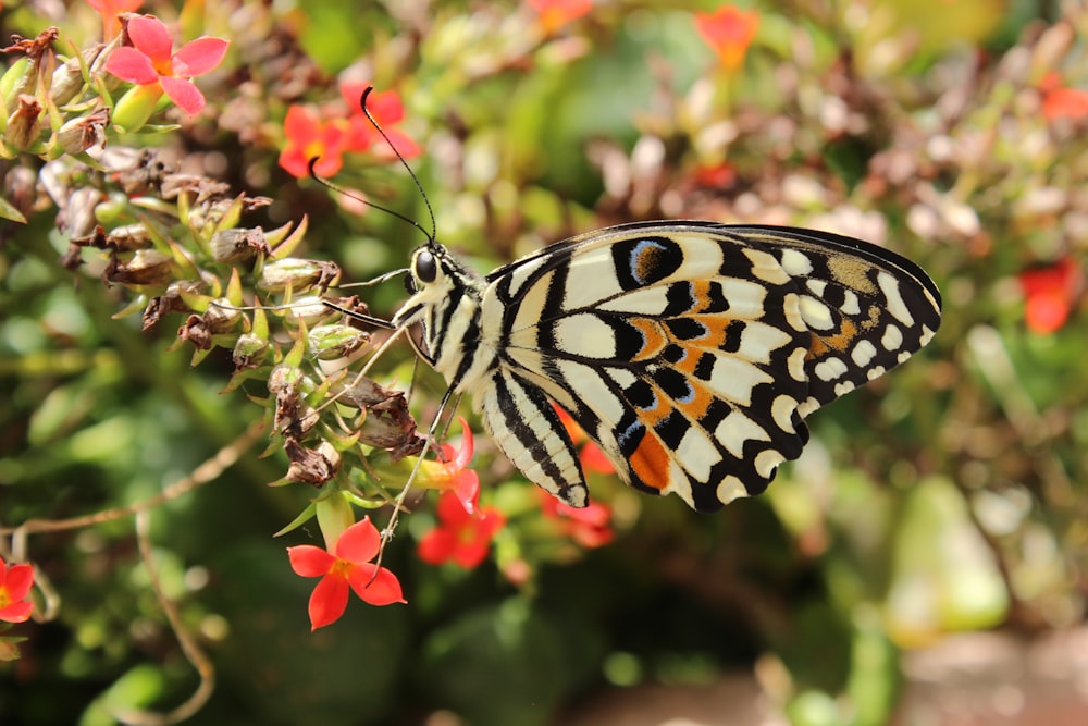 Ein Schmetterling sitzt auf einer Blume in einem Garten
