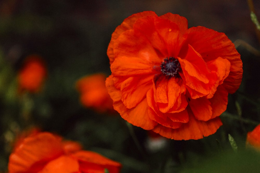 a close up of an orange flower in a field