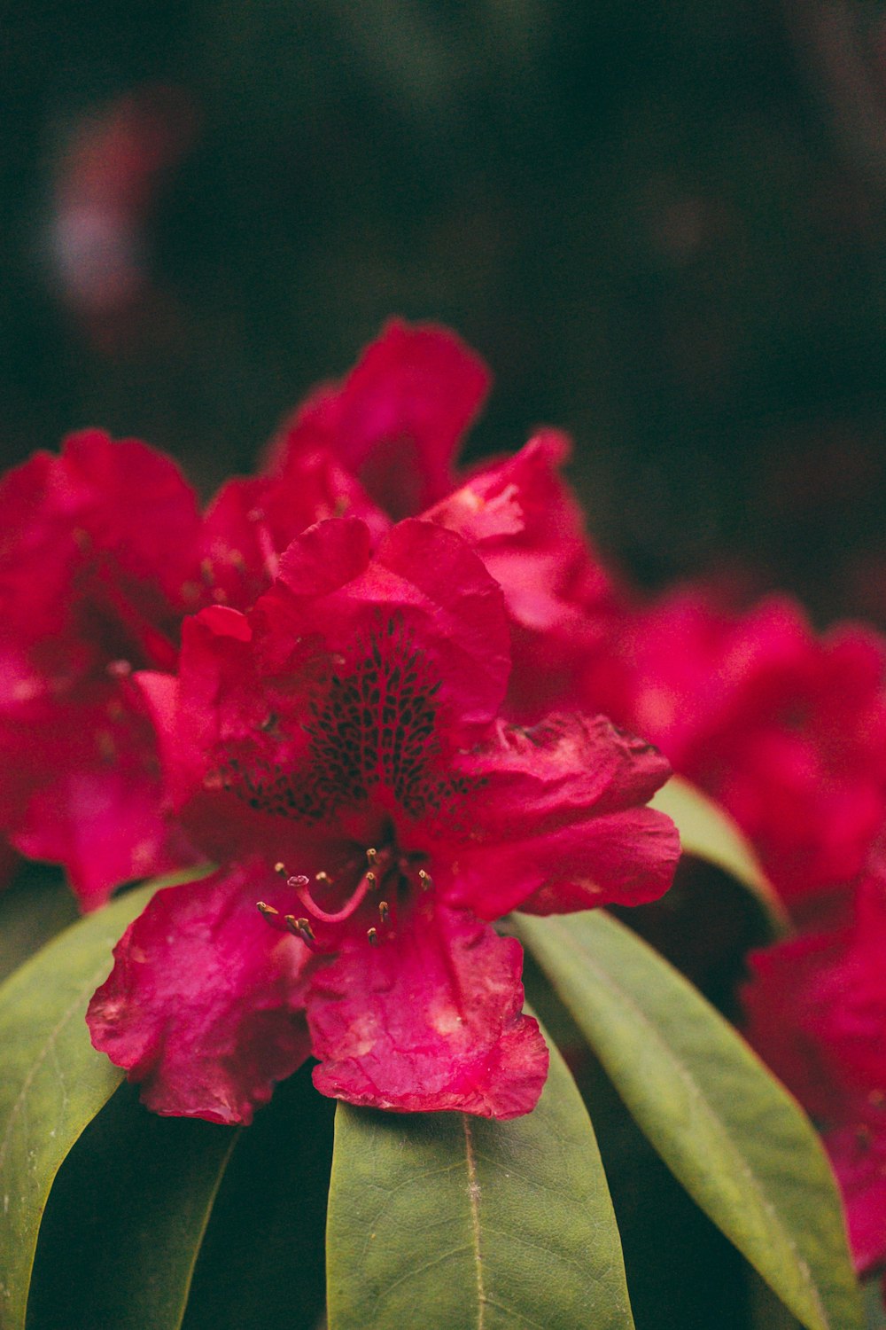 a close up of a red flower with green leaves