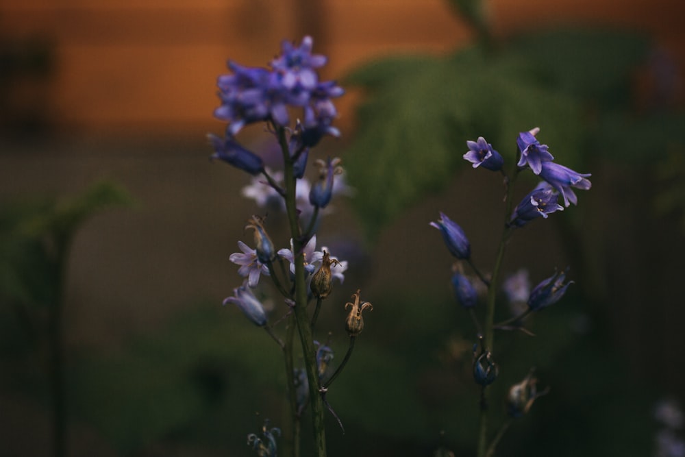 a close up of a bunch of blue flowers