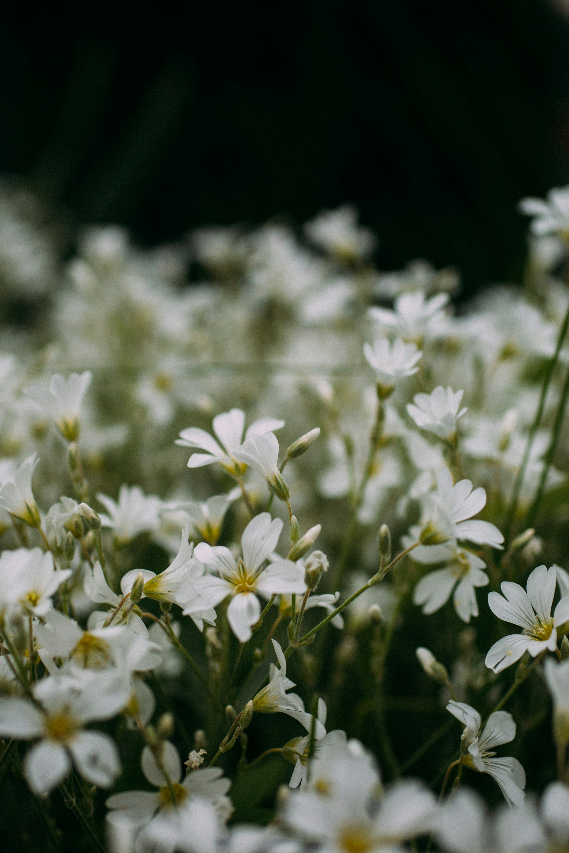 Photo by natureuninterrupted1