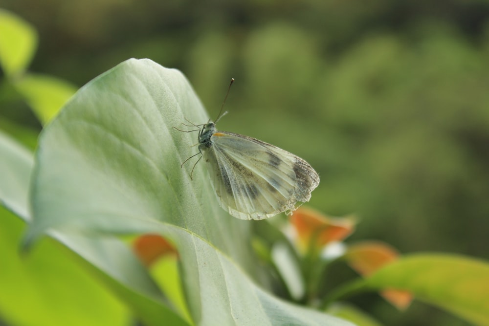 a white butterfly sitting on top of a green leaf