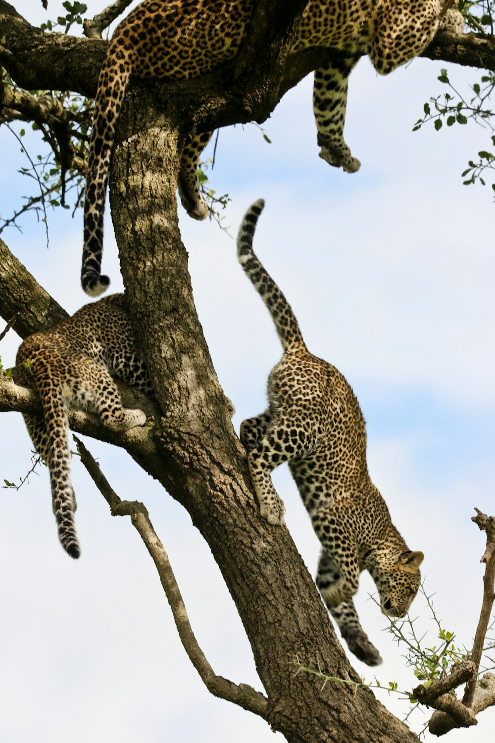 a couple of leopards climbing up a tree