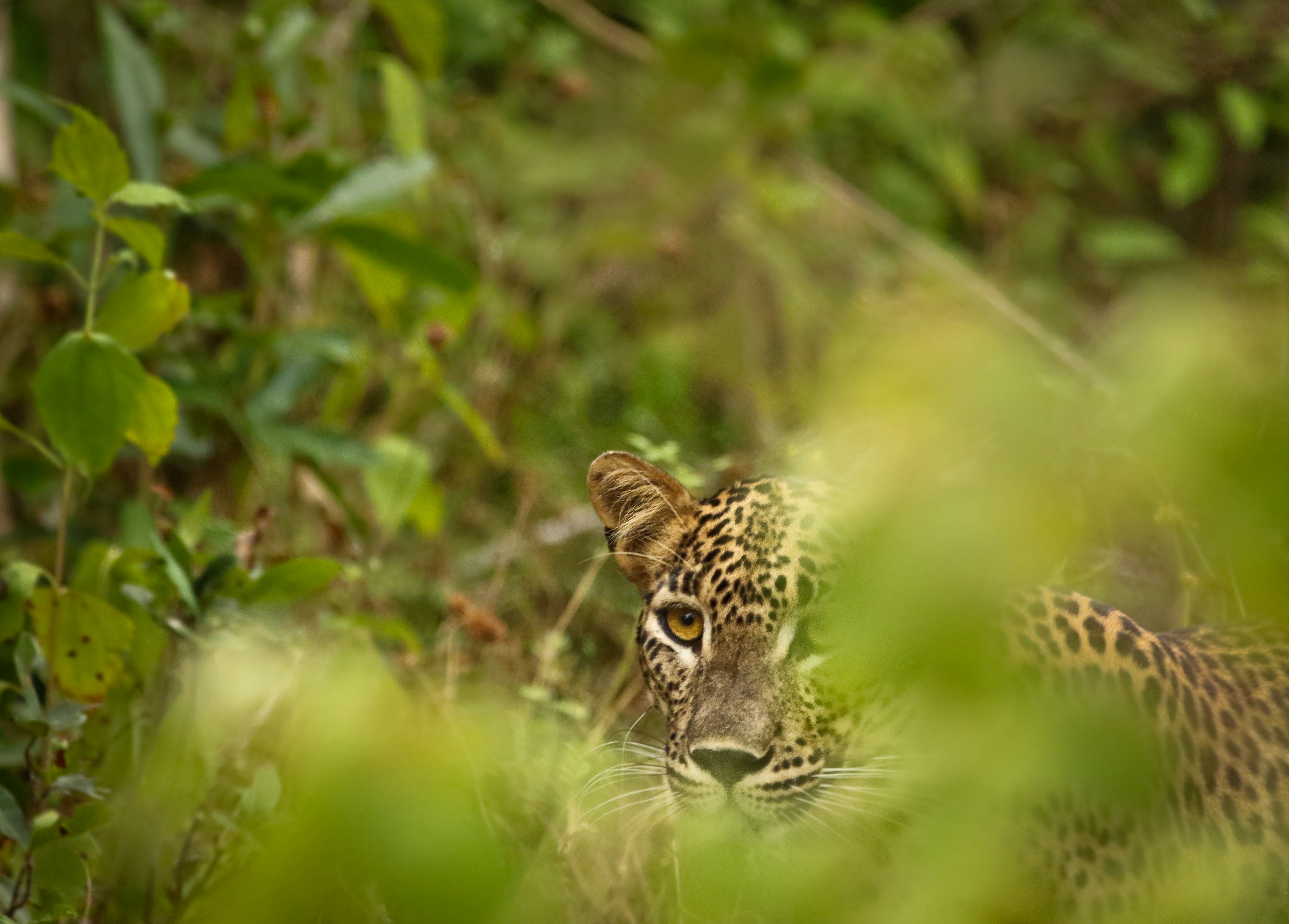 Leopard Hidden