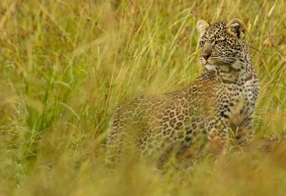 a leopard is standing in the tall grass