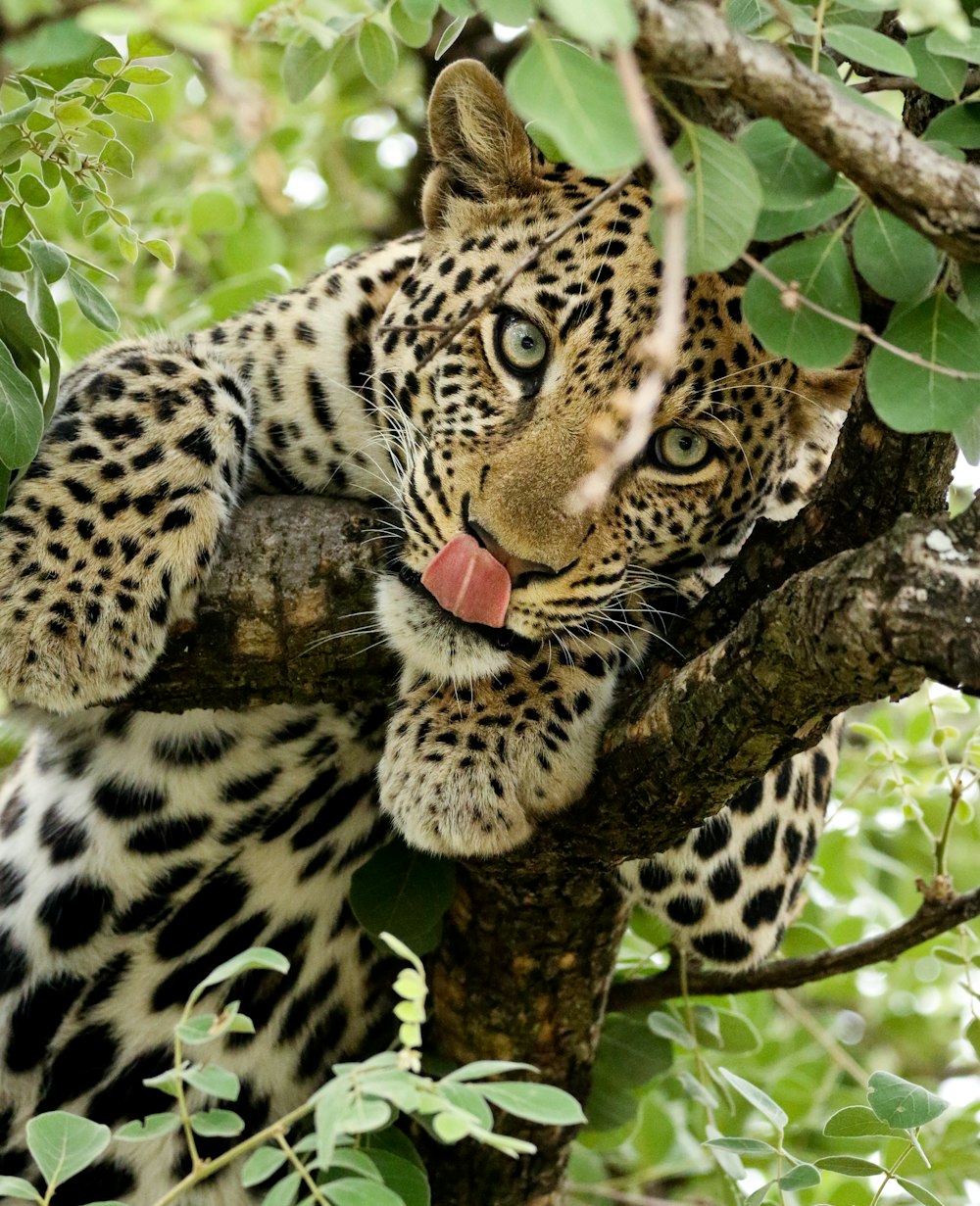 a leopard sticking its tongue out in a tree