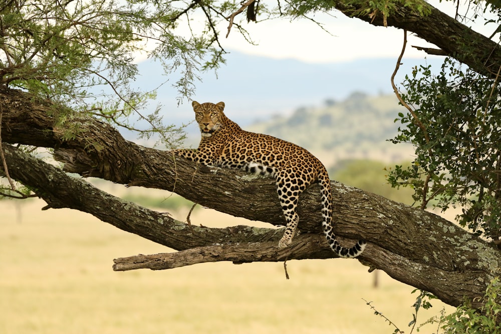 a leopard sitting on a branch of a tree