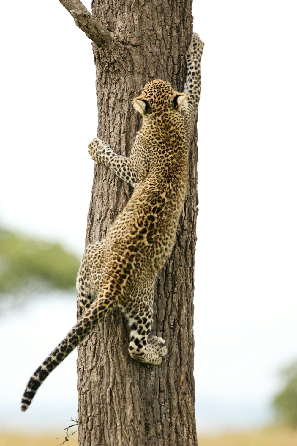 a leopard climbing up the side of a tree