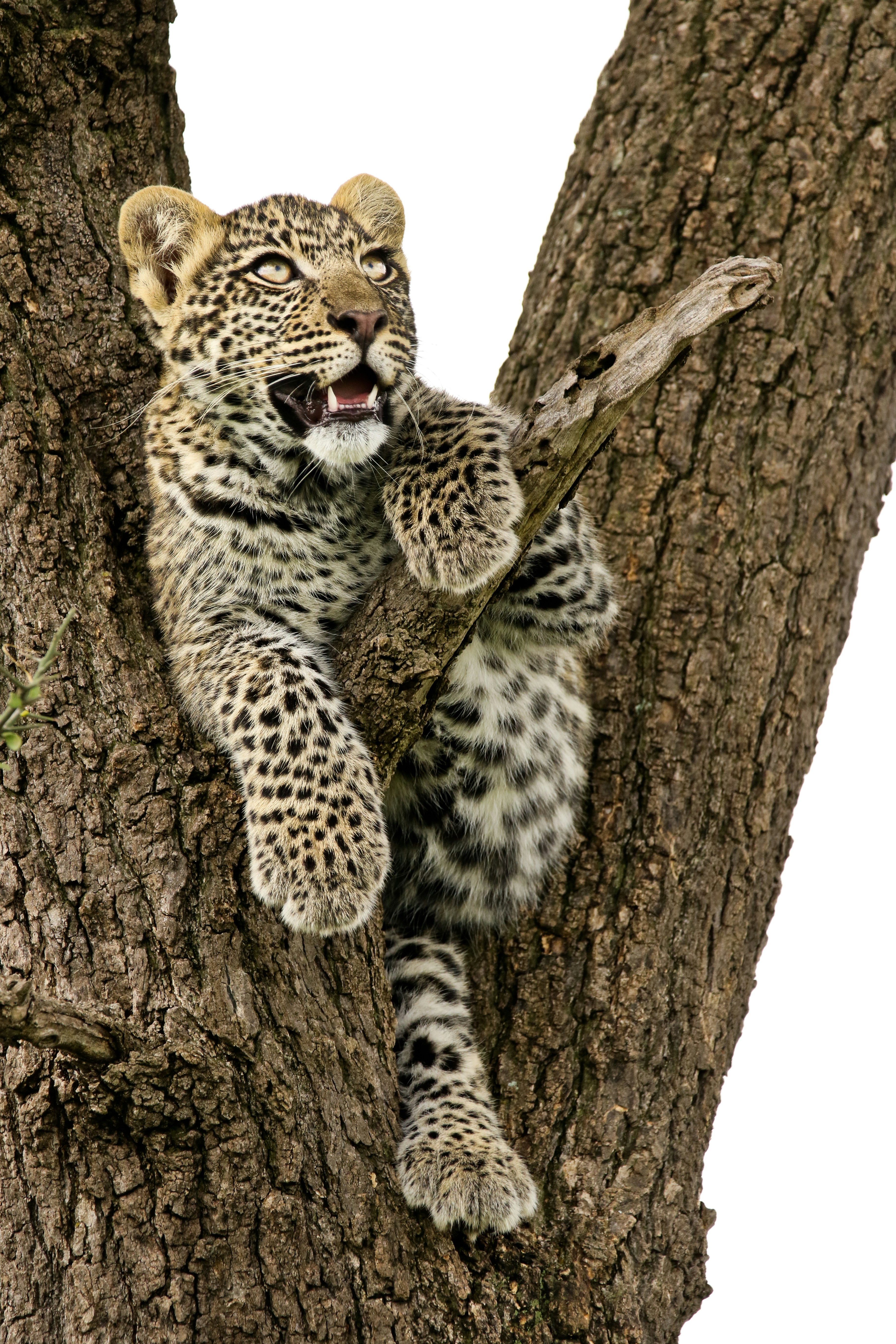 The Forest Panther: Europe’s Tree-Climbing Predator (image credits: unsplash)