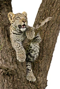 A young leopard is perched on a tree branch, gazing upwards with its mouth slightly open. The leopard's fur is covered in distinctive black spots and rosettes, contrasting against a white and golden coat. The tree's bark is rough and textured, providing a sturdy support for the animal.