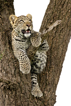 A young leopard is perched on a tree branch, gazing upwards with its mouth slightly open. The leopard's fur is covered in distinctive black spots and rosettes, contrasting against a white and golden coat. The tree's bark is rough and textured, providing a sturdy support for the animal.