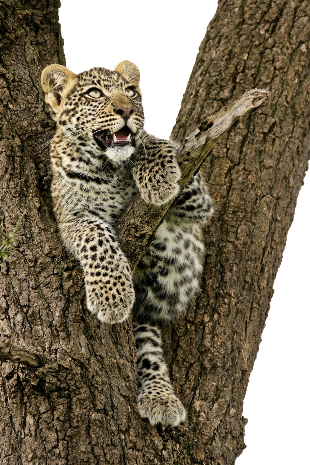 a baby leopard is sitting in a tree