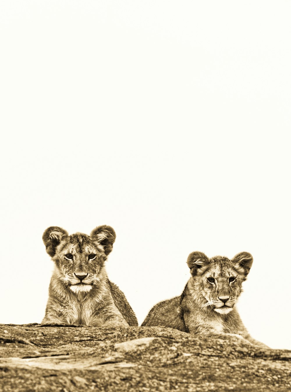 two lion cubs sitting on a rock looking at the camera
