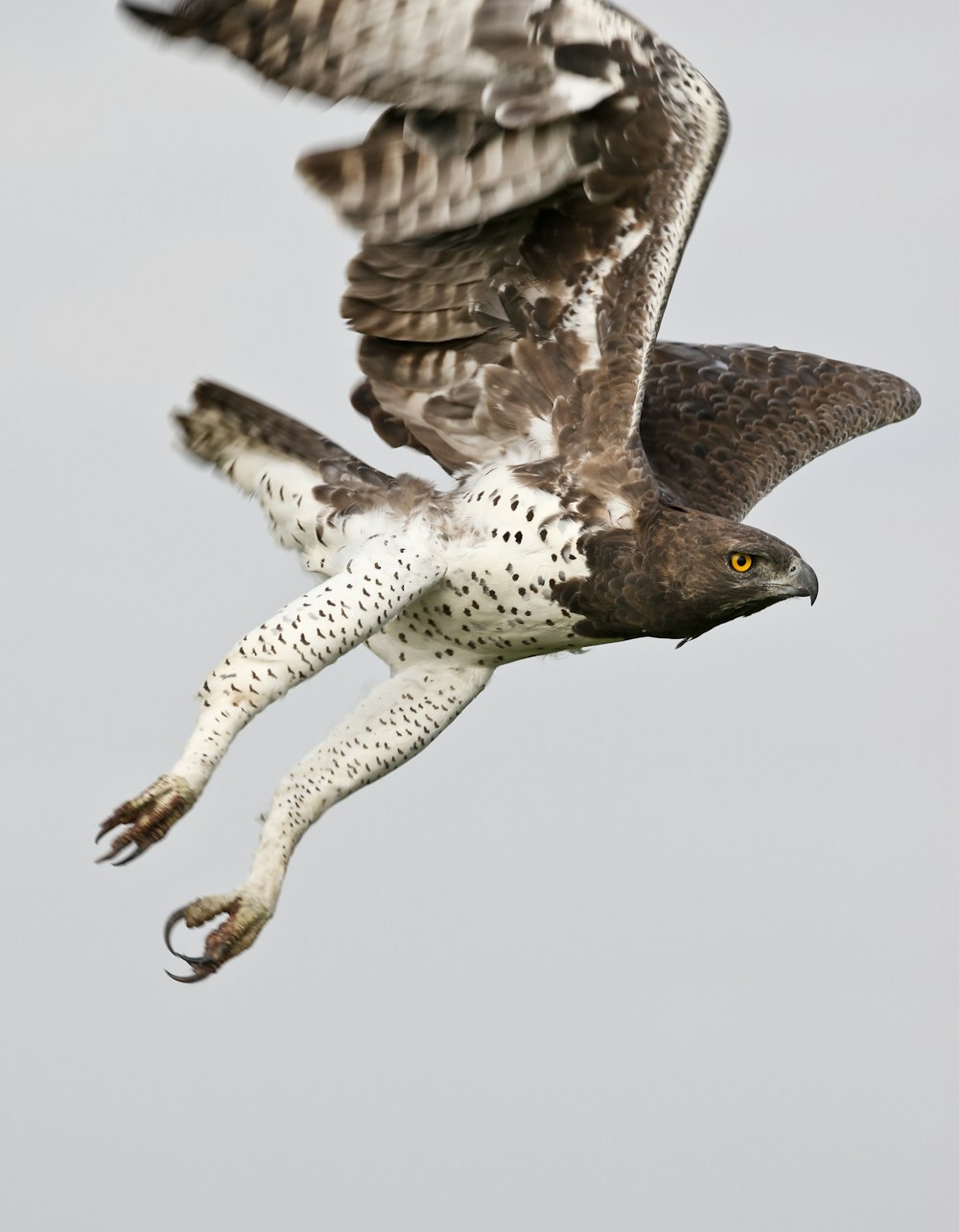 a bird flying through the air with it's wings spread