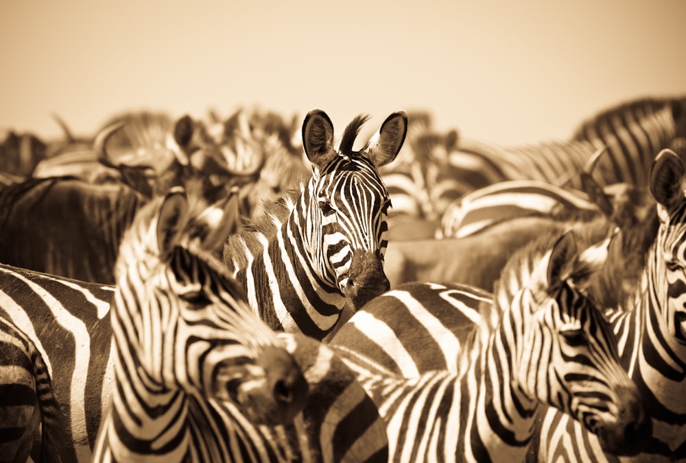 a herd of zebra standing next to each other