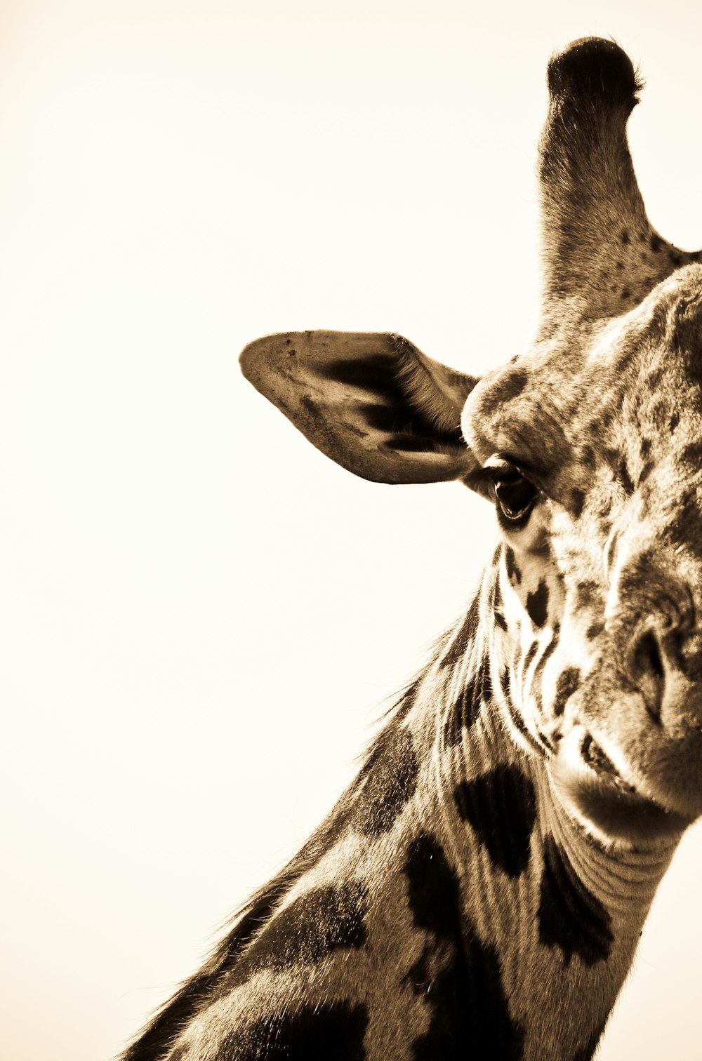 a black and white photo of a giraffe