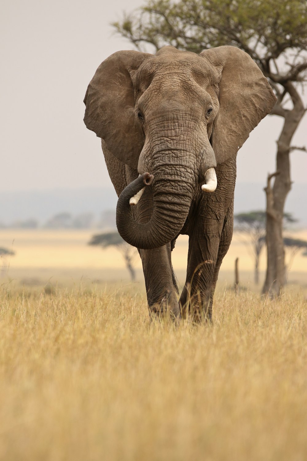 an elephant walking through a dry grass field