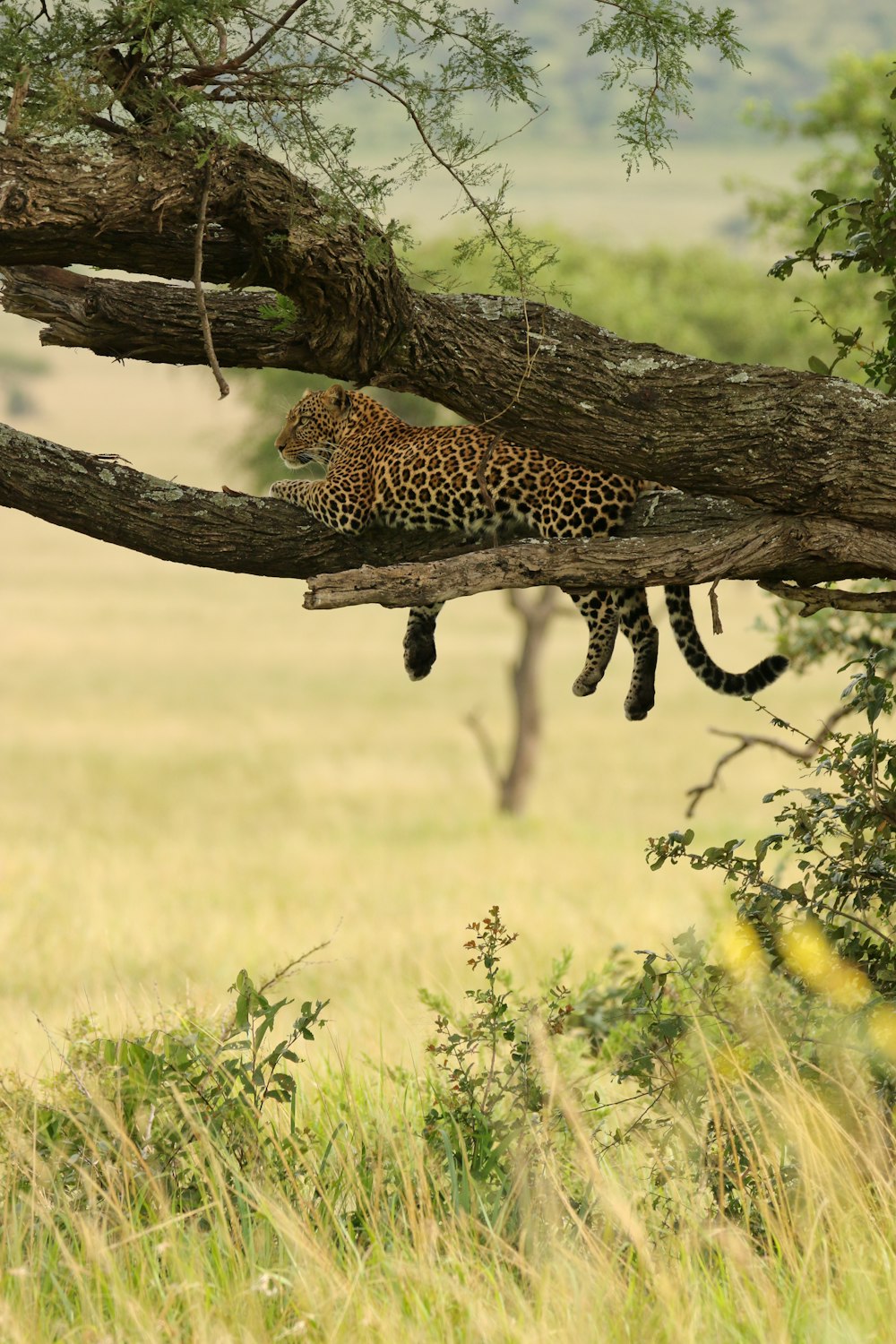 a leopard laying on a branch of a tree