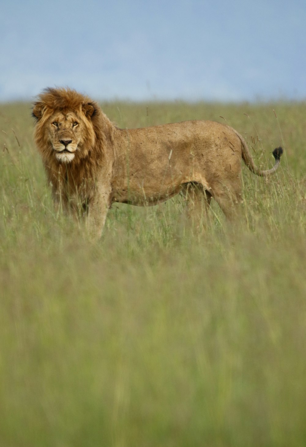 a lion standing in a field of tall grass