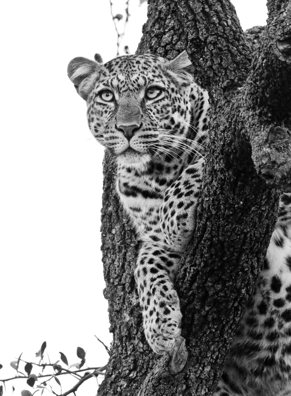 a black and white photo of a leopard in a tree