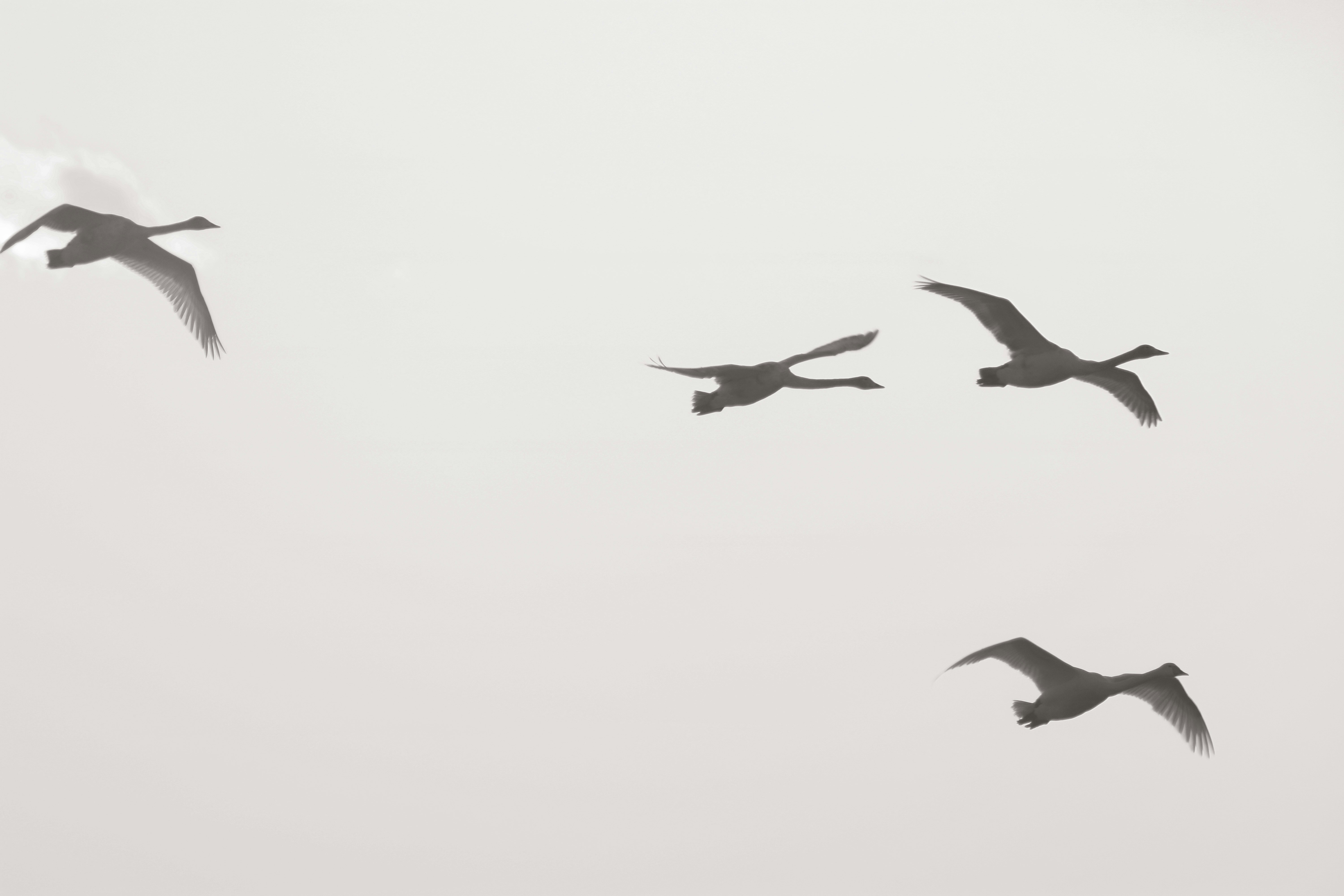 a flock of birds flying through a cloudy sky