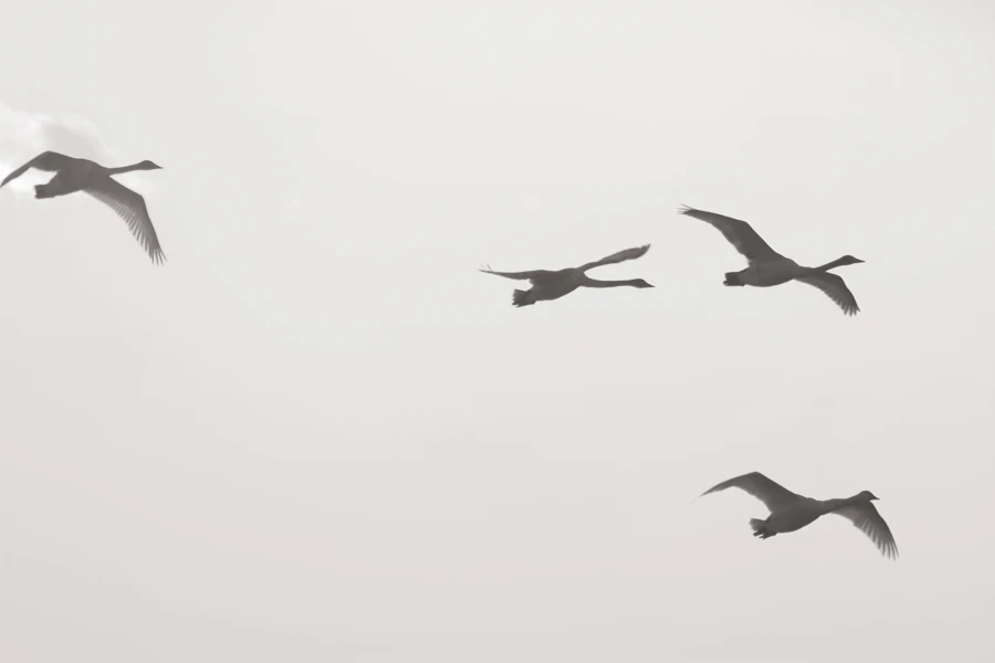 a flock of birds flying through a cloudy sky