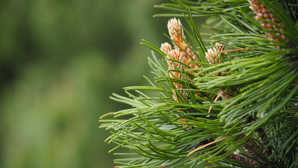 a close up of a pine tree branch