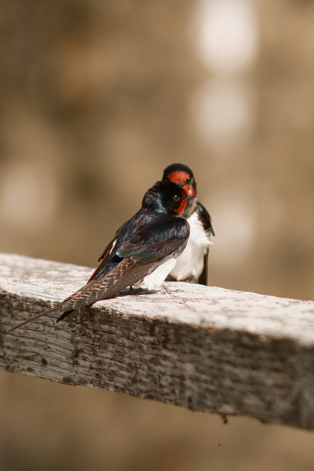 a couple of birds sitting on top of a wooden bench