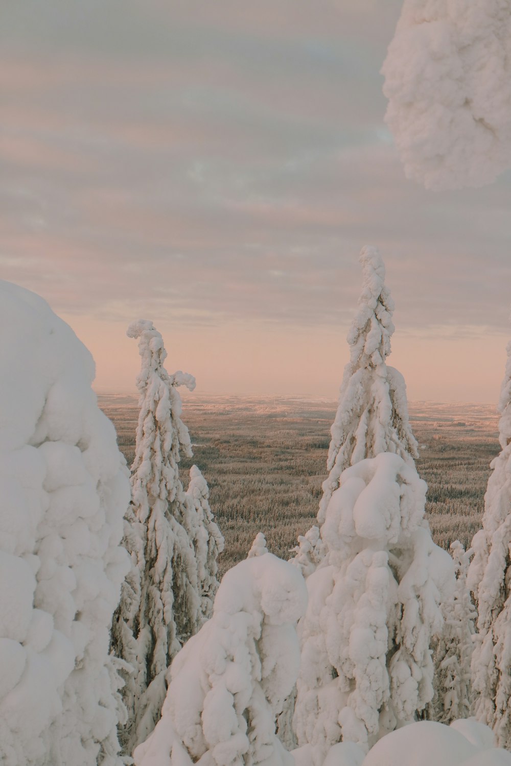 a snow covered forest with trees in the foreground