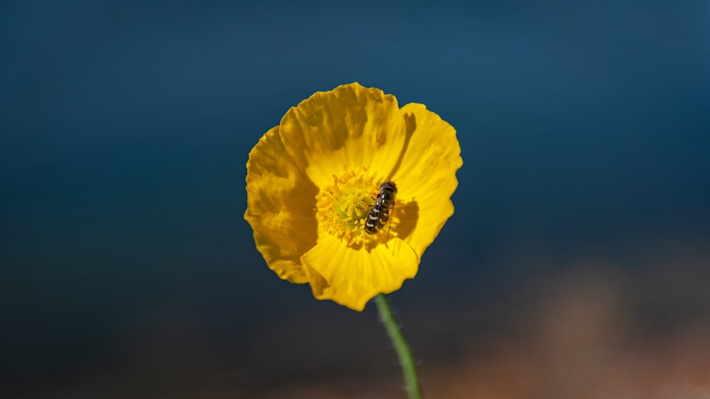 a yellow flower with a bee on it