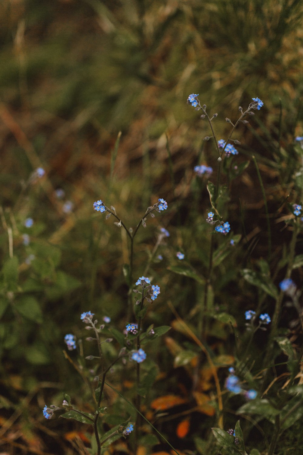 small blue flowers growing in a field of grass