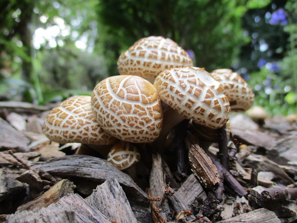 a group of mushrooms sitting on top of a pile of wood