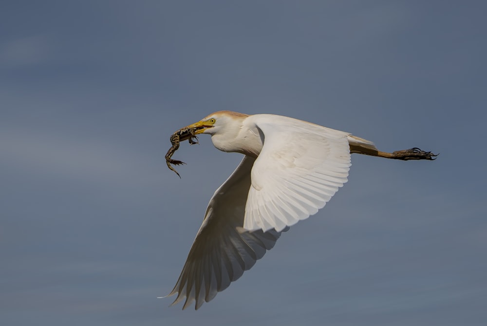 Un grand oiseau blanc volant dans un ciel bleu