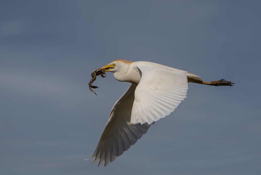 a large white bird flying through a blue sky