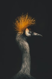 a bird with a yellow mohawk on its head