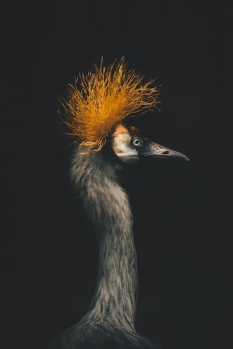 a bird with a yellow mohawk on its head