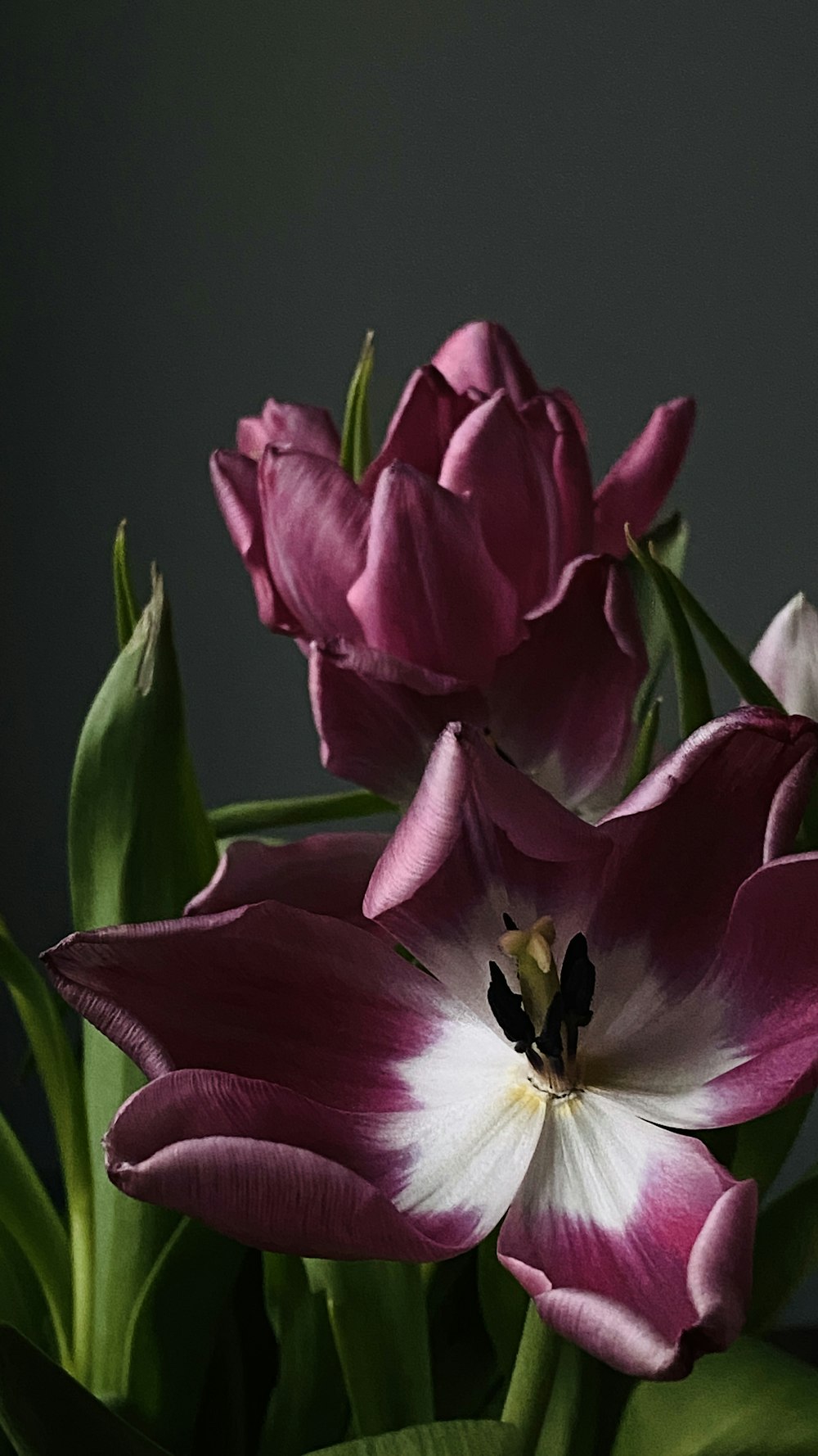 a vase filled with pink and white flowers