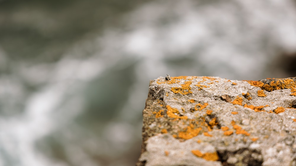 a close up of a rock with orange lichen on it